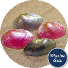 Polished River Oyster Pair - Pink & Blue 7.5-10cm